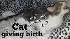 Cat Giving Birth The 3 Stages Of Cat Birth Asmr Style