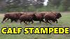 Ep 172 Bison Calves Take Center Stage Runaway Blackacre Ranch